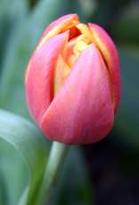 Tulpe-rot-gelb.jpg